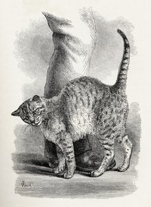 Katten i en kærlig sindstilstand, fra Charles Darwins "The Expression of the Emotions in Man and Animals", 1872